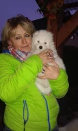 SAMOJED volná štěňata s PP k odběru koncem května